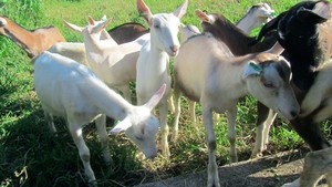 Bussler Goats