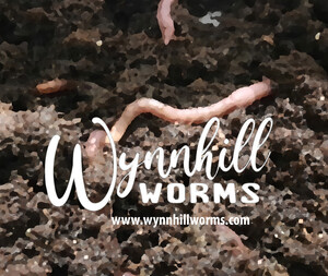 Wynnhill Worms