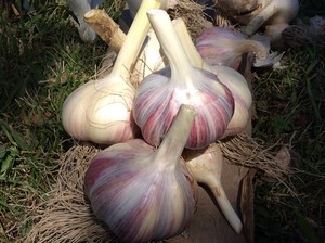 Sweetzer Farm Garlic