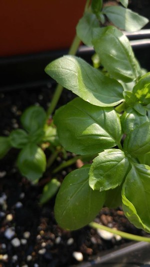 Sunstone Garden LLC