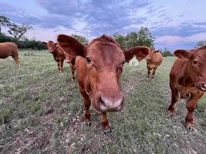 Sussex Farm and Ranch, LLC