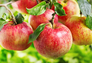 Bluebird Orchards