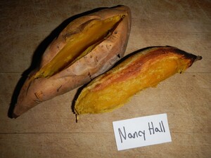 Nancy Hall Sweet Potato