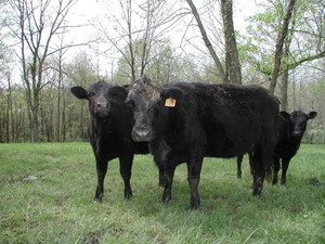 Shews Grass-Fed Beef