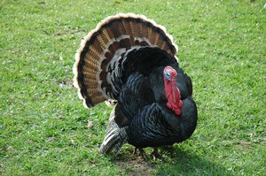 American Bronze Turkey