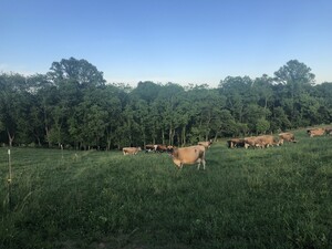Colonial Classics Farmstead Cheese