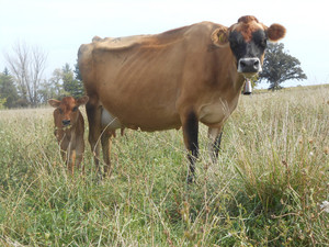 Green Pastures