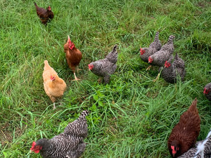 Plymouth Rock Chicken