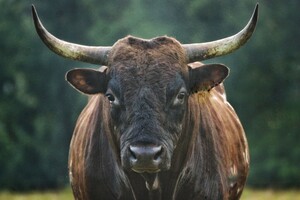 Pineywoods Cattle