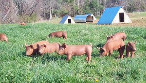 Copper Hill Farms