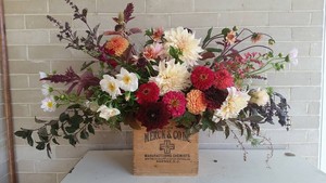 Red Daisy Farm