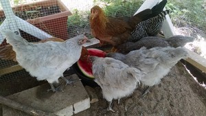 Rock Ridge Farm