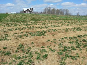 Living Roots U-Pick Strawberry Patch