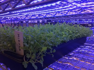 Grow It Forward Greenhouse Project Inc.