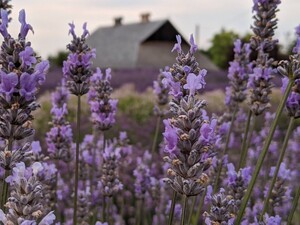 Lavender Connection