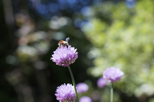 Thimbleberry Farm