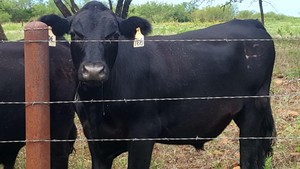 Parish Custom Beef, LLC