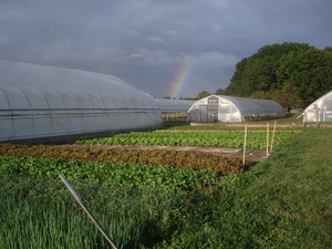 MSU Student Organic Farm