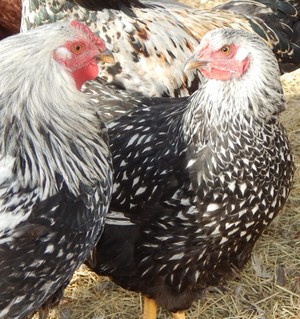 Leaping Hens and Hooves Farm